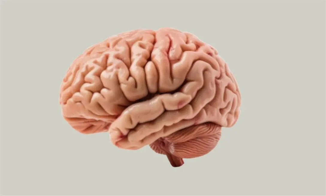 ALMANAQUE-DO-ESTUDANTE-Imagem-para-o-artigo-A-Maquina-de-1_4-Kg-Que-Comanda-Seu-Mundo-10-Curiosidades-Sobre-o-Cerebro-Humano.webp