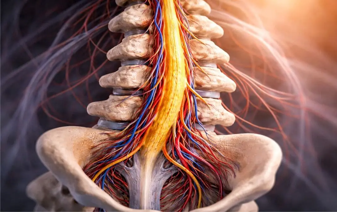 ALMANAQUE-DO-ESTUDANTE-Imagem-para-o-artigo-Marco-na-Ciencia-Cientistas-Brasileiros-Criam-Medicamento-Capaz-de-Regenerar-a-Medula-Espinhal-I.webp 29 de dezembro de 2025