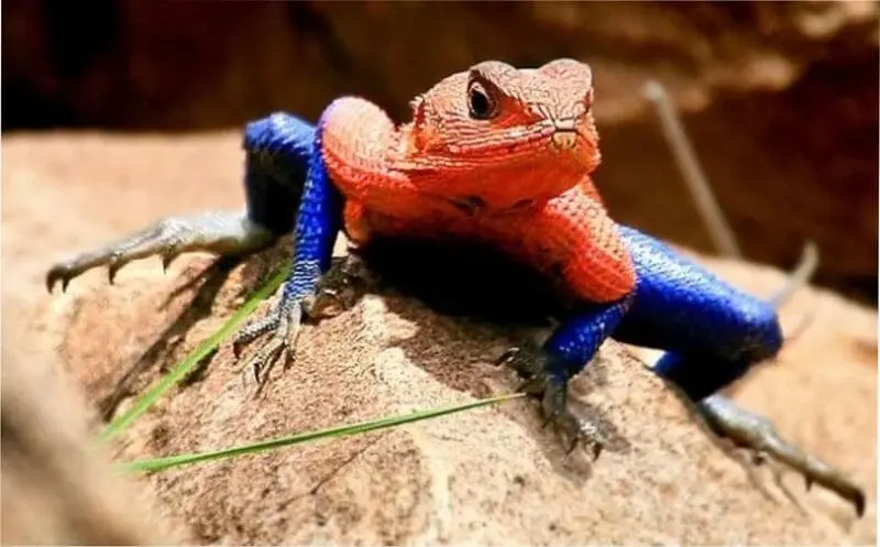 ALMANAQUE-DO-ESTUDANTE-Imagem-Para-o-Artigo-Te-lembrou-alguem-Conheca-o-lagarto-africano-que-parece-com-o-super-heroi-da-Marvel-I.webp
